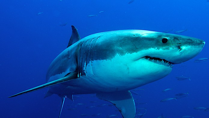 Žralok 