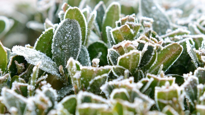Meteorológovia varovali, že môžu udrieť prízemné mrazy.
