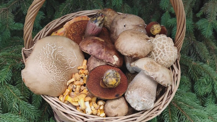 Hubár zo Senice zažil v lese nečakanú dubákovú žatvu