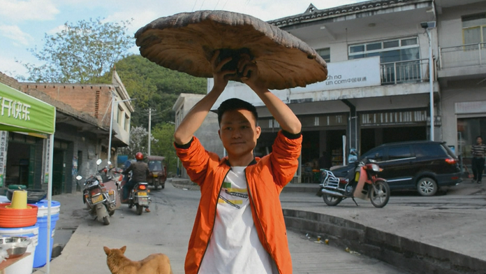 V Číne našli hríb o veľkosti dáždnika