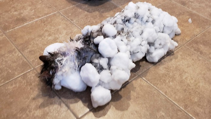 Petra Vlhová spoločne s Američankou Mikaelou Shiffrinovou zvíťazili v obrovskom slalome Svetového pohára 1. februára 2019 v Mari