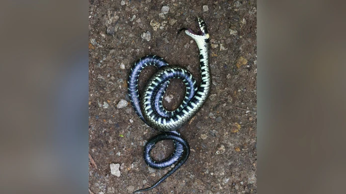 FOTO: Leží na chrbte, vyplazuje jazyk a zapácha. Slovenský had vie predstierať, že je mŕtvy