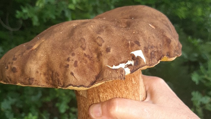 GALÉRIA: Slováci už húfne nachádzajú v lesoch dubáky. Čoskoro však vypukne hotové šialenstvo (+ mapa)