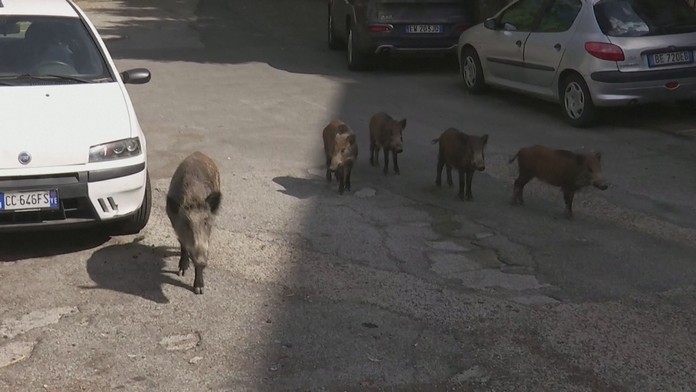 Diviaky v ulicach Ríma