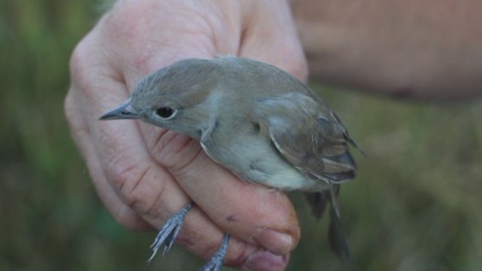 Bývalí mafiáni si dajú repete po 20 rokoch. 