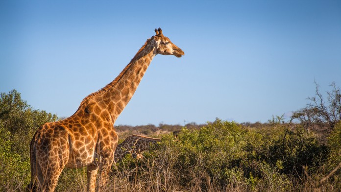 Ojedinelý útok žirafy. Zviera v Juhoafrickej republike udupalo na smrť batoľa a ťažko zranilo jeho mamu