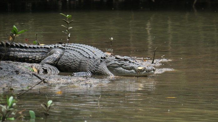 Muž priam zázrakom prežil útok krokodíla. Zachránila ho pohotová reakcia a nezvyčajný protiútok
