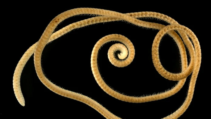 Mnohonôžka Eumilipes persephone