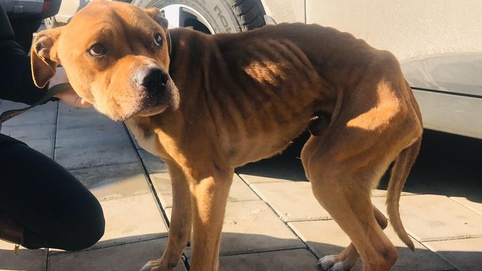 Chris Driedger z Floridy proti Los Angeles.