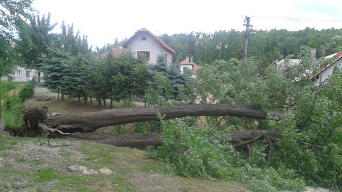 Lipa v Hornej Ždani.