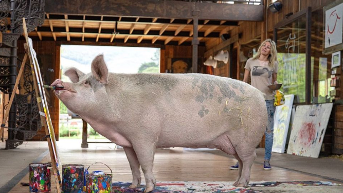 Obrazy prasaťa Pigcassa zarobili už milión dolárov. Podporila ho aj tenisová megahviezda