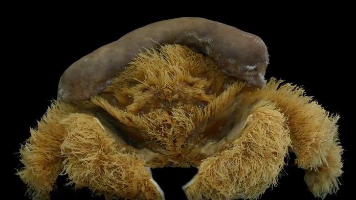 Vedci objavili nový druh chlpatého kraba. Huby nosí ako klobúk