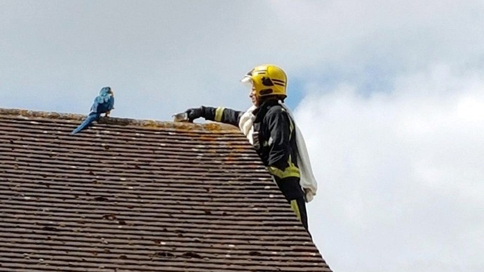 Záchrana neposlušného papagája.