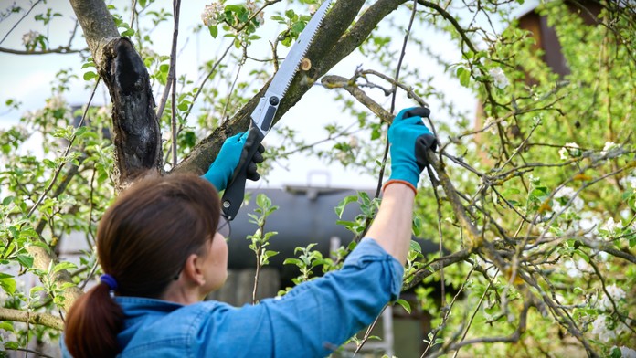 Pripravte ovocné stromy na novú sezónu. Záhradník radí, ako jarným rezom podporiť ich rast