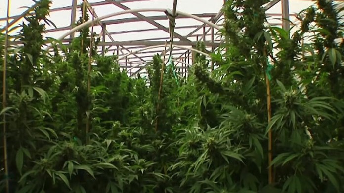 Pestovanie marihuany