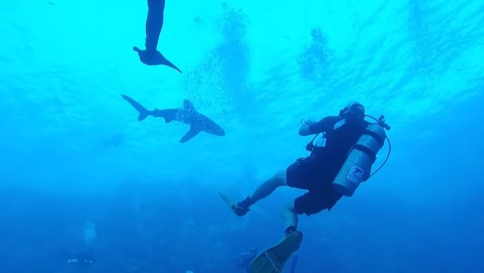 Žralok pred útokom na potápača.