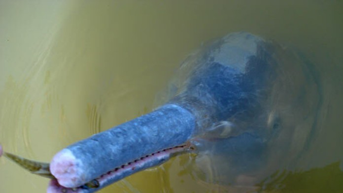 Nový druh riečneho delfína