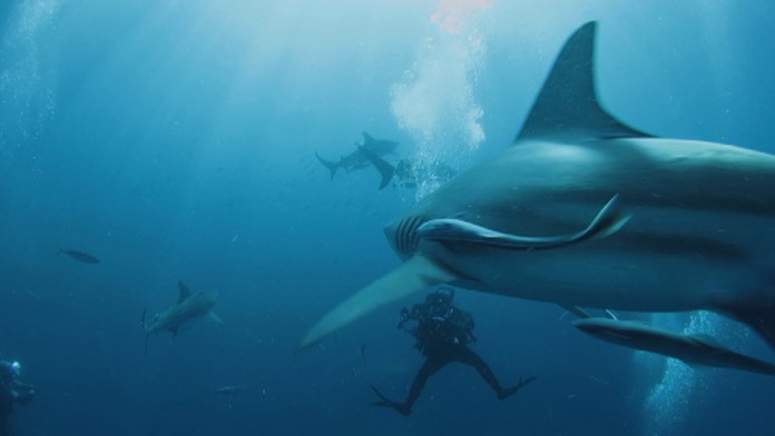 Alžírski futbalisti sa radujú z titulu afrických šampiónov.