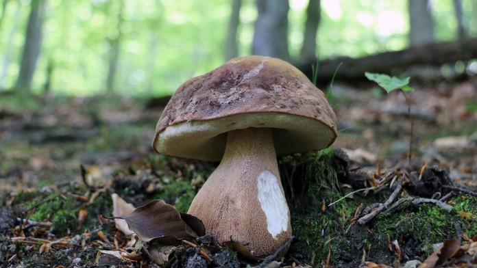 Ilustračná snímka