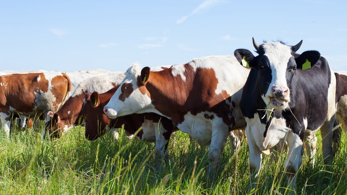 Chcú znížiť emisie metánu. Pomôcť by mohla zmena kravskej stravy