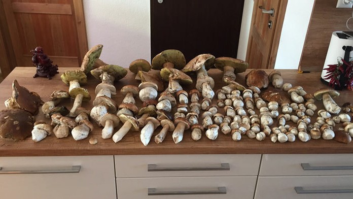 Zbierka húb Petra Šalajku