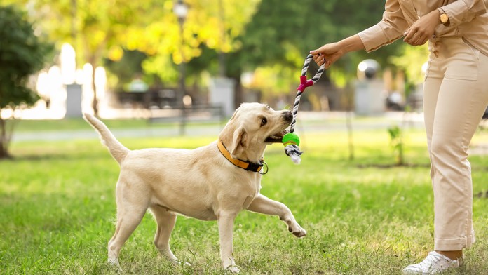 Pes reaguje viac na ženský než na mužský hlas. Výskum ukázal, že uprednostňujú isté tóny