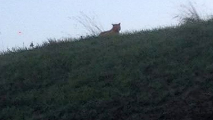 Tiger neďaleko Disneylandu pri Paríži