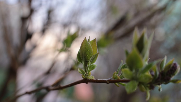 Na Slovensku zaznamenali veľmi vzácny jav. Odborníci ho spozorovali na stromoch