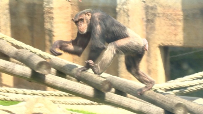 Šimpanz v bratislavskej zoo.jpg