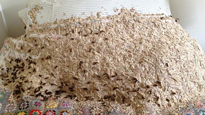 Osy pri zväčšovaní svojho hniezda rozžuli aj vankúše a matrac postele. 