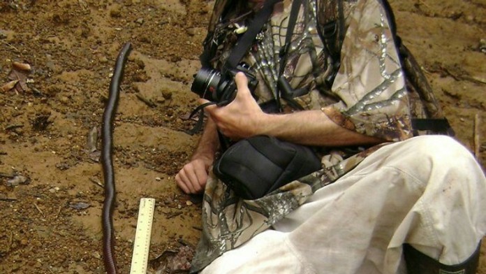 Obrovská dážďovka žije v južnej Austrálii.