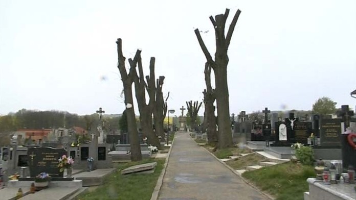 Zmrzačené stromy na cintoríne v Štefanove