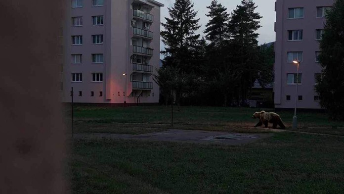 Obrovský medveď medzi bytovkami v Martine. Internetom sa šíri fotomontáž, oklamala aj exministerku