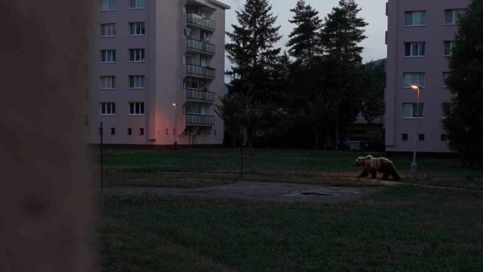 Obrovský medveď medzi bytovkami v Martine. Internetom sa šíri fotomontáž, oklamala aj exministerku