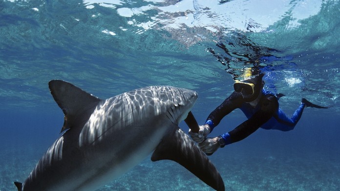 Ak sa stretne so žralokom, zachovajte pokoj.