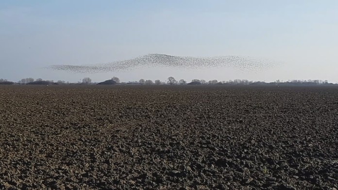 Judita v rukách polície.