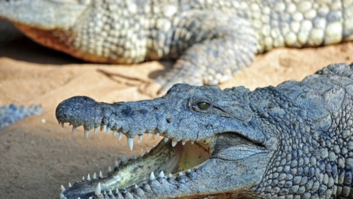 Krokodíly a hady ako strážcovia hranice? Veľká krajina zvažuje šokujúce riešenie