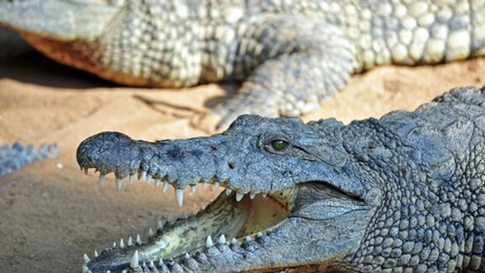 Krokodíly a hady ako strážcovia hranice? Veľká krajina zvažuje šokujúce riešenie