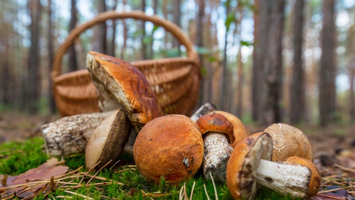 Huby - ilustračná snímka