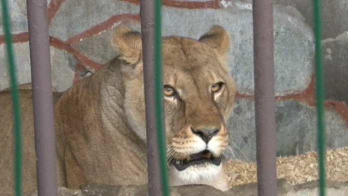 19 SK Levica ostane.transferweb_jpg_bez_watermarku_1.jpg