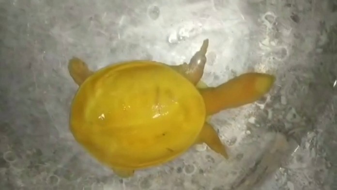 Lucia Hlaváčková, Dominik Matulaj, Ivana Krejčová a Vratko Sirági