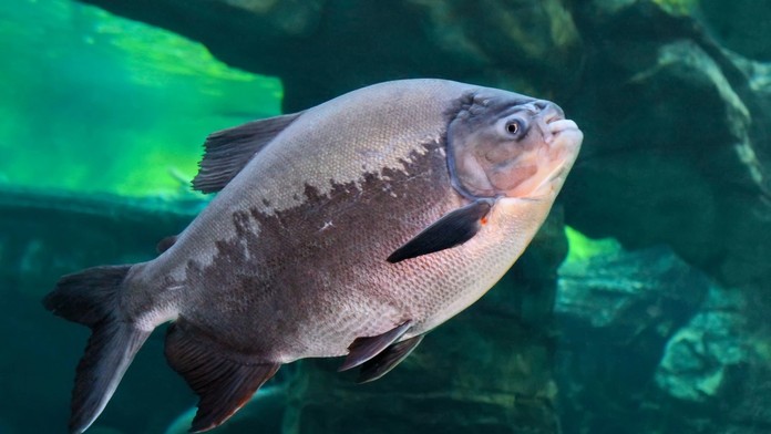 V obľúbenom plážovom stredisku vyčíňajú príbuzné piraní. Ryby s „človečími zubmi“ zranili už takmer 100 ľudí