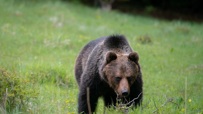 Medveď, ilustračná snímka.