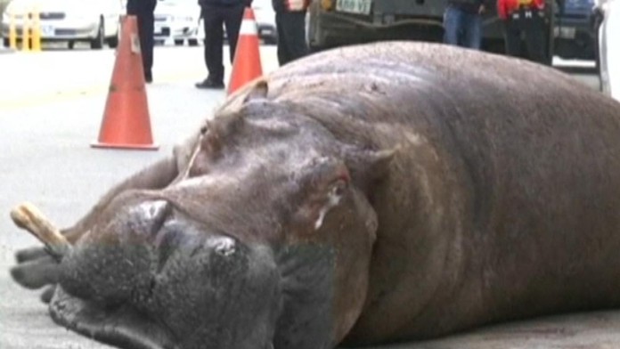 Dolámaný hroch trpel na ulici.