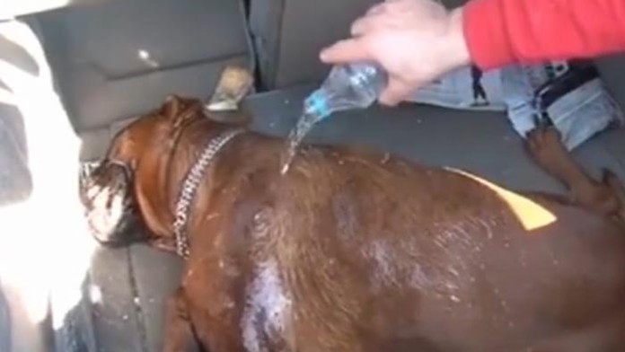 Psík strávil v rozhorúčenom aute štyri hodiny. Zomrel na vnútorné krvácanie.