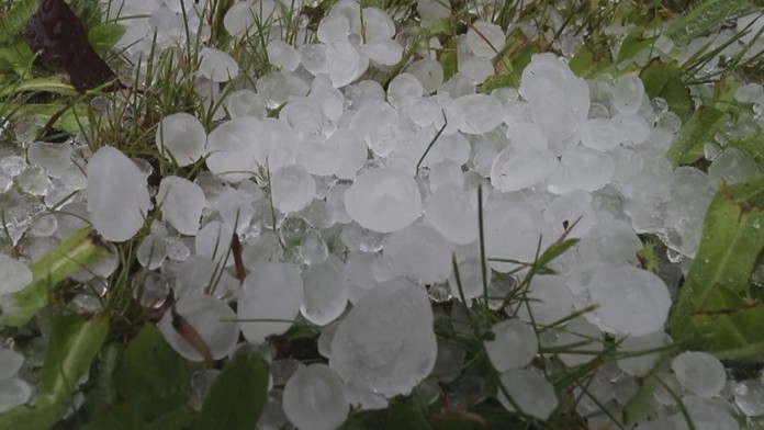 Baran, ktorý napadol muža.