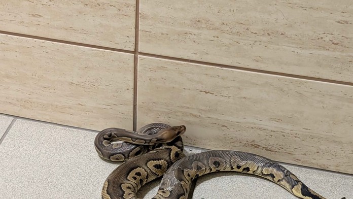 Na schodisku v bytovke sa zjavil had. Keď policajti vošli do bytu, neverili vlastným očiam