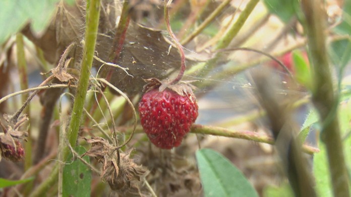 Postrekom zničená jahoda.