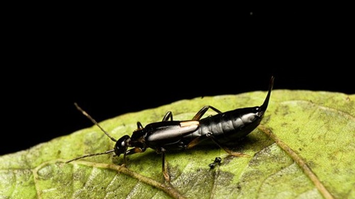 Záhadné pľuzgiere na dovolenke: Turistka sa dostala do kontaktu s nebezpečným chrobákom
