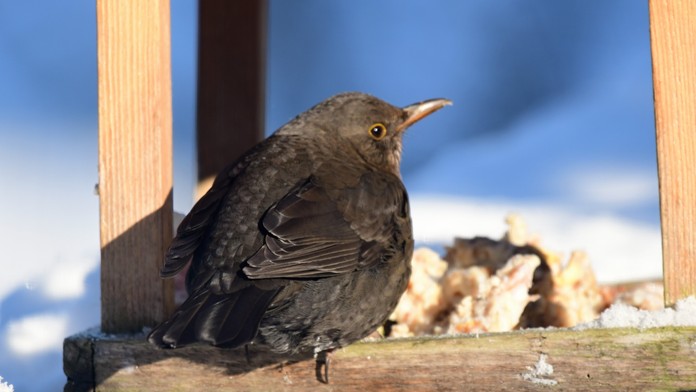 SHMÚ: Budúci týždeň sa na Slovensku ochladí, studené počasie potrvá dlhšie